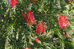 Melaleuca glauca