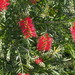 Swamp Bottlebrush - Photo (c) harum.koh, some rights reserved (CC BY-SA), uploaded by harum.koh