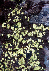 Arthrorhaphis alpina