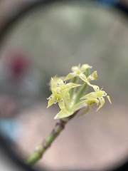 Cornus sessilis