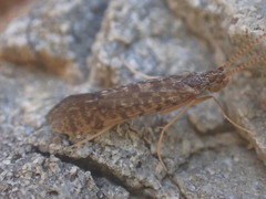 Philanisus plebeius