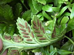Asplenium decurrens