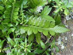 Asplenium decurrens