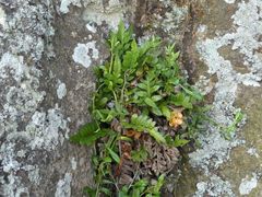 Asplenium decurrens