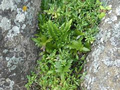 Asplenium decurrens