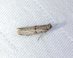 Copamyntis leptocosma