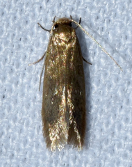 Phaeoses sabinella