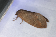 Dendrolimus punctata