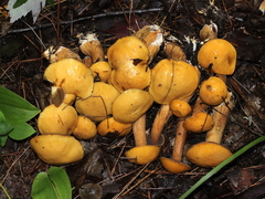 Suillus punctipes
