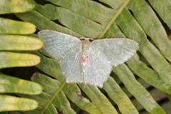 Hemithea marina