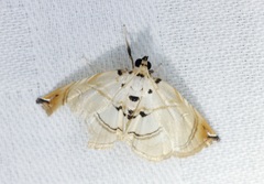 Trichophysetis hampsoni