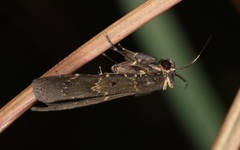 Hydrillodes nilgirialis