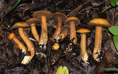 Suillus punctipes