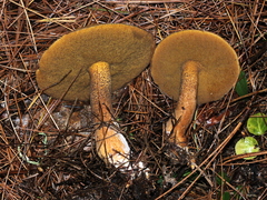 Suillus punctipes