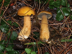 Suillus punctipes