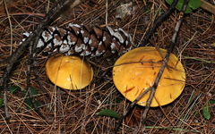 Suillus punctipes