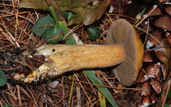 Suillus punctipes