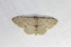 Idaea ptyonopoda