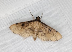 Nacoleia charesalis
