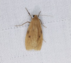 Paralithosia shaowuica