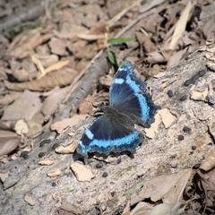 Kaniska canace nojaponicum