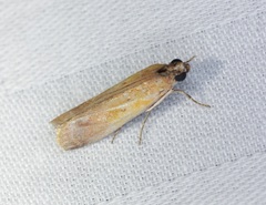 Piesmopoda semilutea