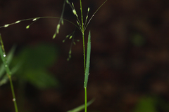 Poa alsodes