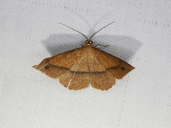 Pseudonadagara semicolor