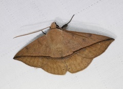 Ugia purpurea