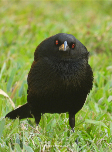 Bronzed Cowbird, Los Arcos, Honduras, photo 8 of 10
