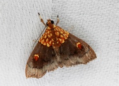 Agrotera basinotata