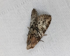 Bryophilina mollicula