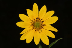 Helianthus verticillatus