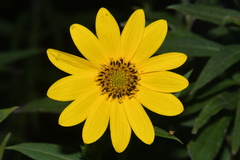 Helianthus verticillatus