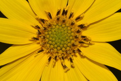 Helianthus verticillatus