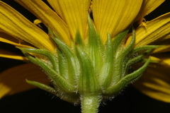 Helianthus verticillatus