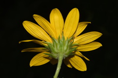 Helianthus verticillatus
