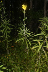 Helianthus verticillatus