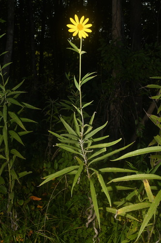 Image of Helianthus verticillatus by (c) Brian Finzel, some rights reserved (CC BY-SA)