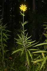 Helianthus verticillatus