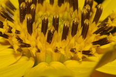 Helianthus verticillatus