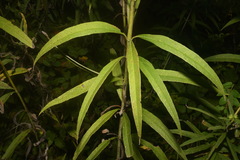 Helianthus verticillatus
