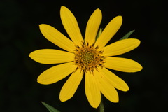 Helianthus verticillatus