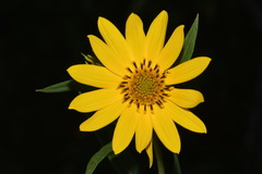 Helianthus verticillatus