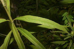Helianthus verticillatus