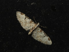 Eupithecia insigniata