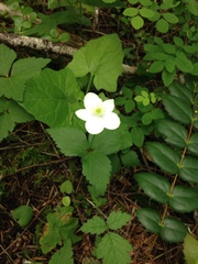 Anemonastrum deltoideum
