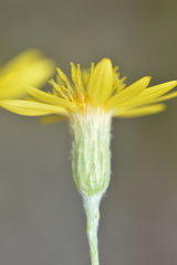 Image of Pityopsis tracyi