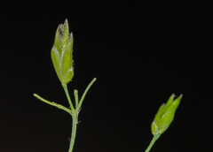 Poa alsodes