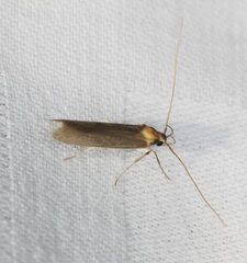 Tegenocharis tenebrans